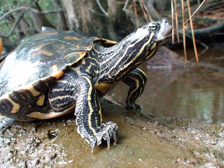 painted turtle